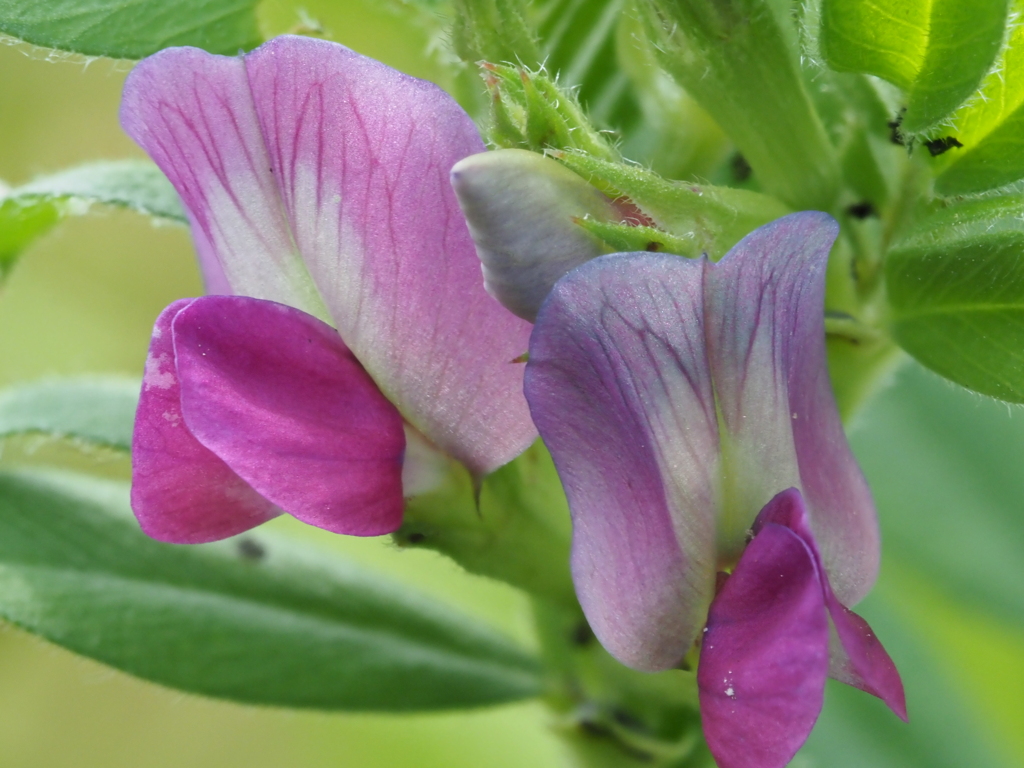 玄関から5mの世界（花）カラスノエンドウ