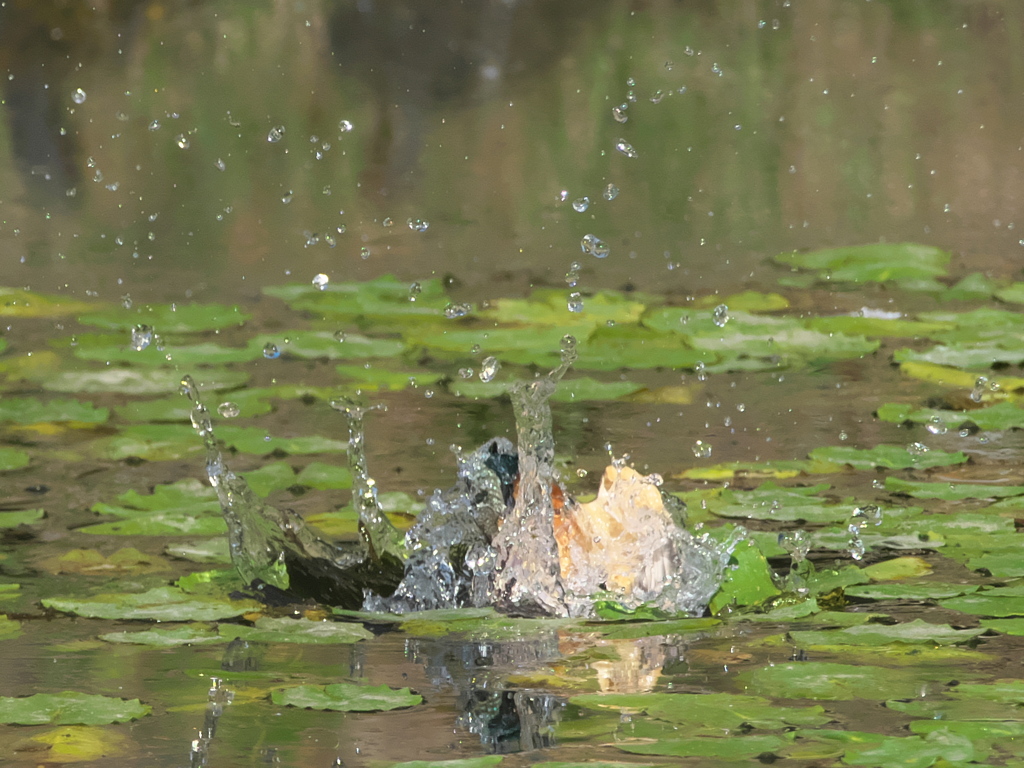 浮上 176-1（嫁候補）