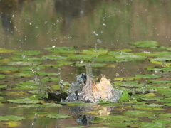 浮上 176-1（嫁候補）