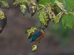止り木 47（父親 秋の訪れ 2  霧雨）