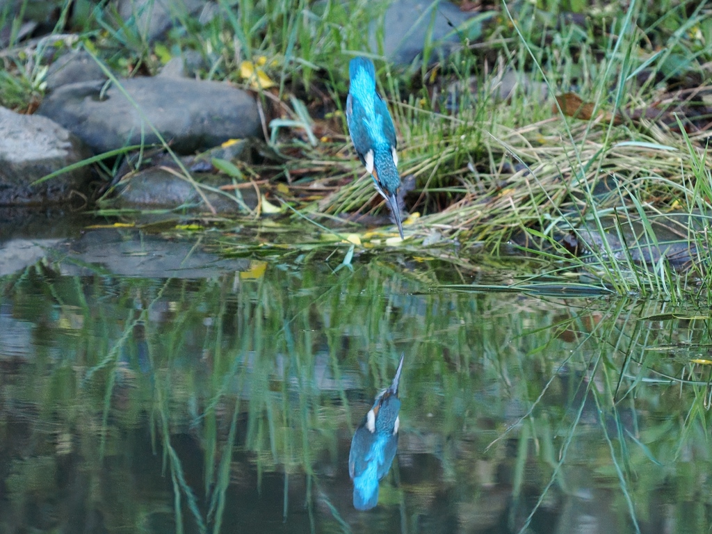 飛び込みシーケンス 40-1