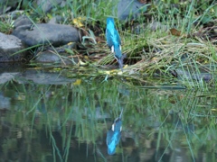 飛び込みシーケンス 40-1