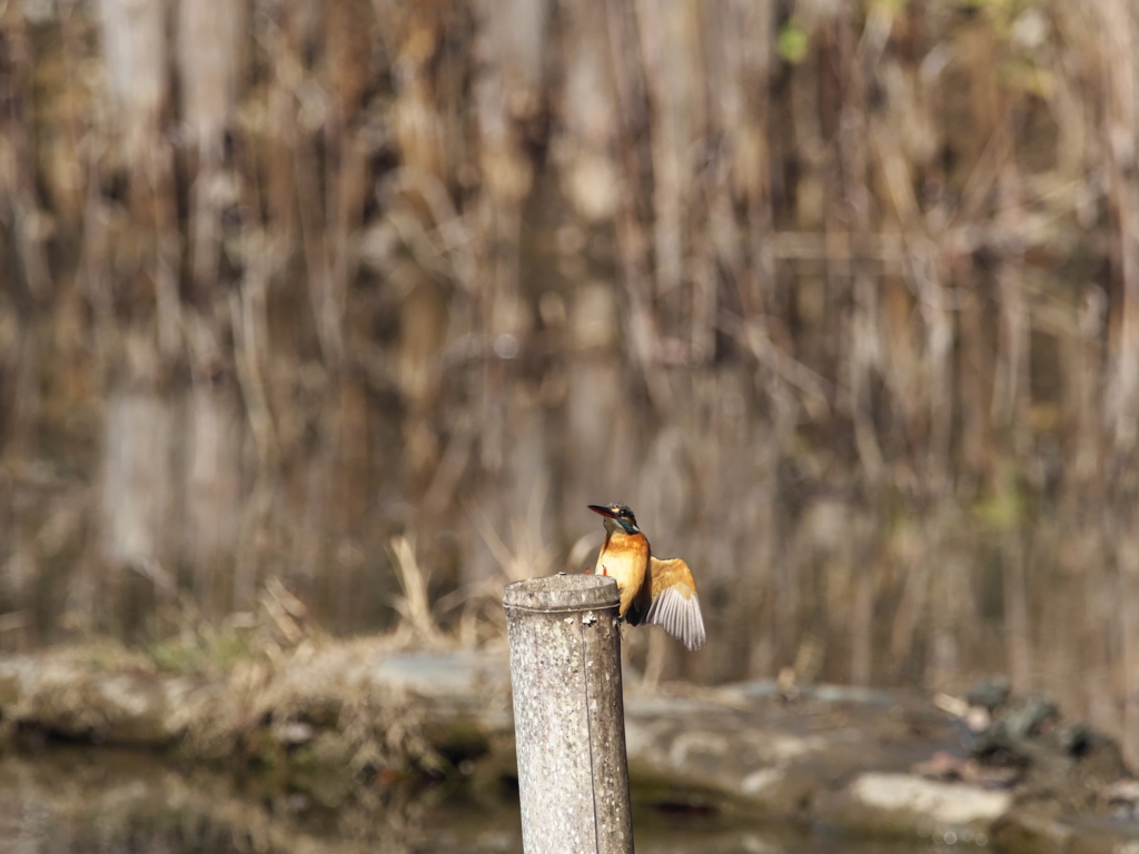 止り木へ 17（嫁候補）
