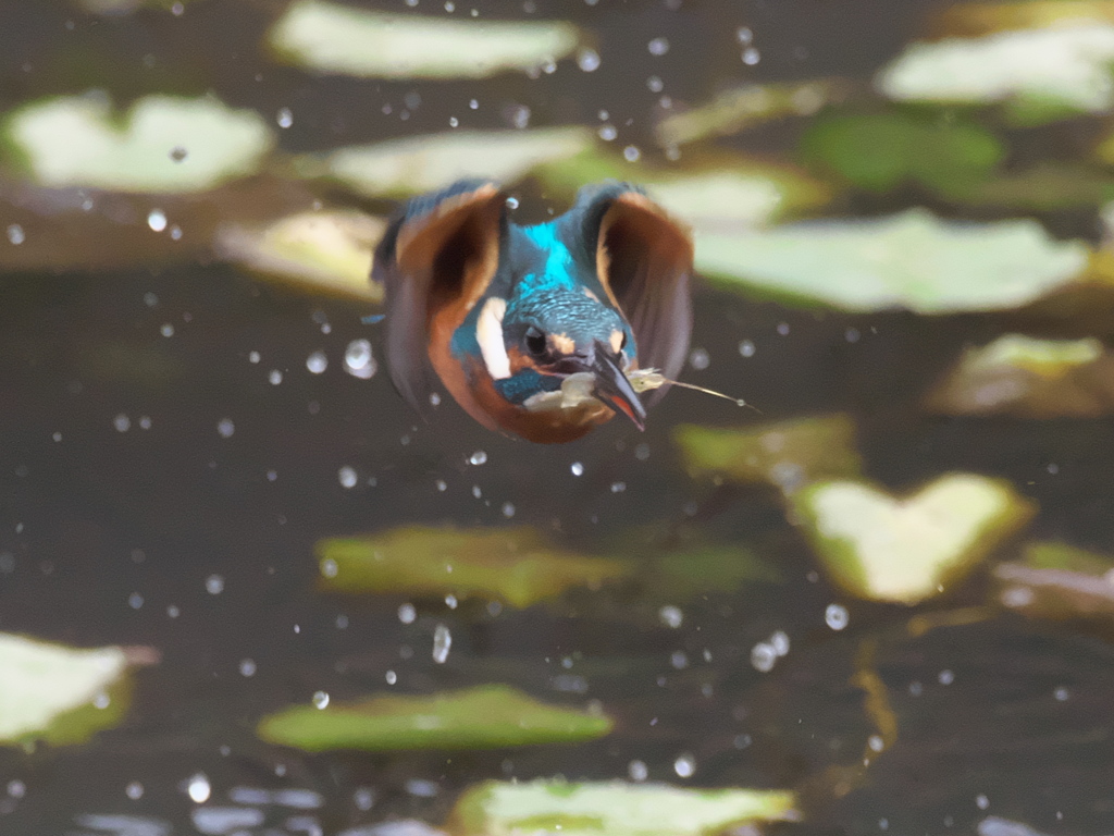 浮上 204（父親）