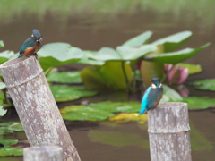 雛兄弟 8（見つめ合う）