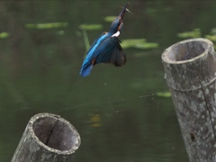 エビ獲れたよ 5