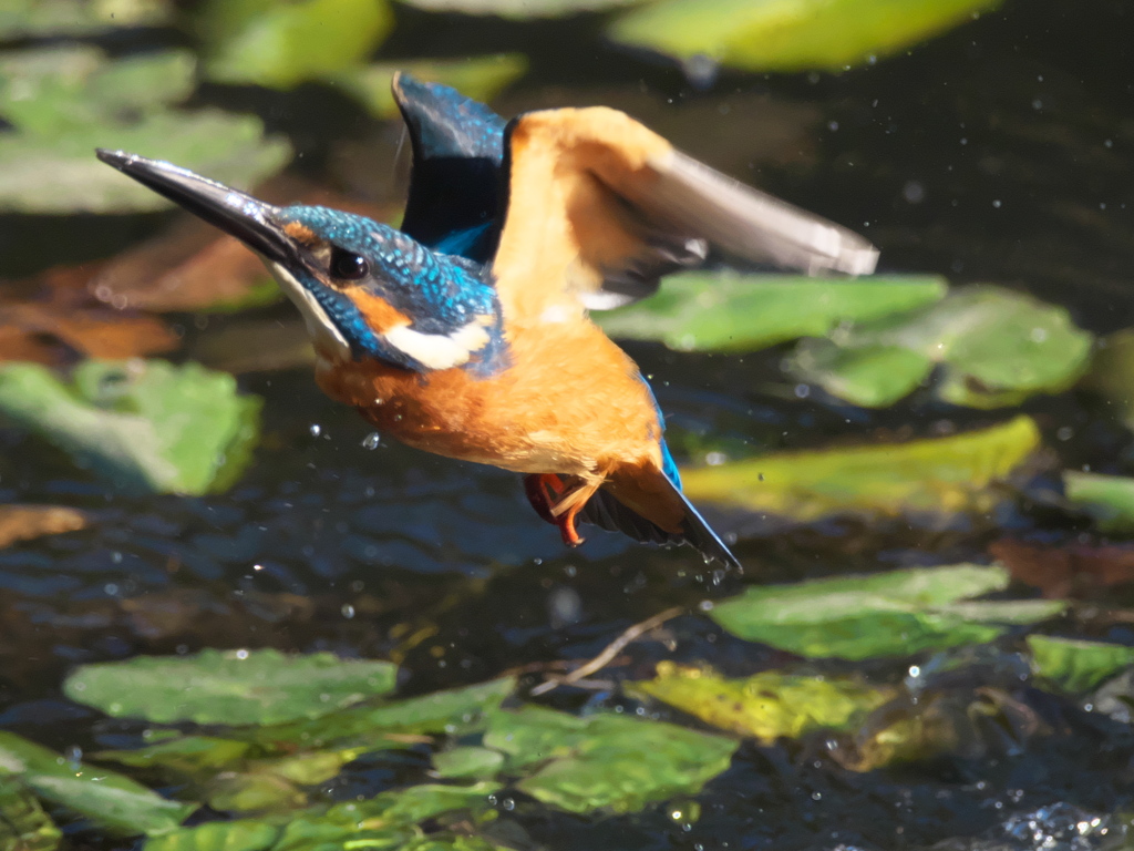 浮上 191-4（父親）