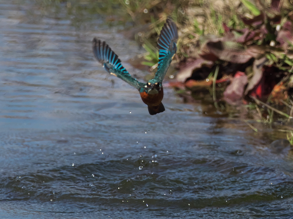 飛び込みシーケンス 31-4（父親）