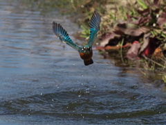 飛び込みシーケンス 31-4（父親）