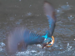 浮上 255（父親）