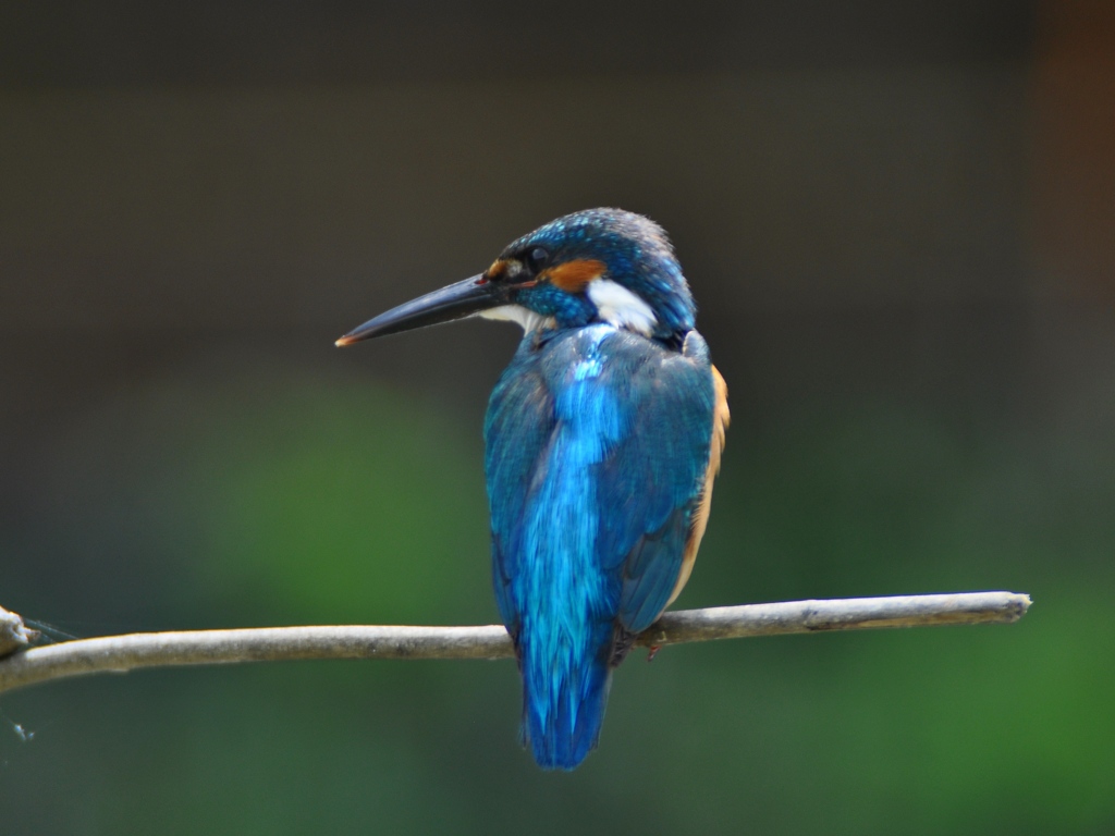 ジャンクレンズにて２