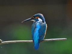 ジャンクレンズにて２