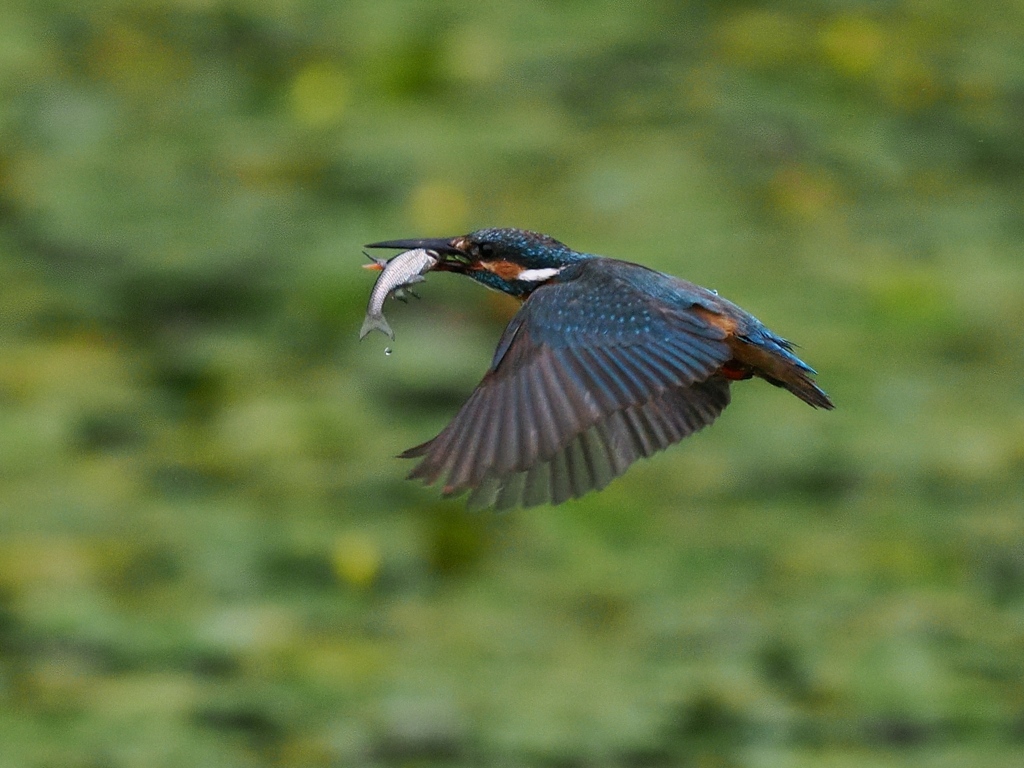 お魚獲れたよ 61