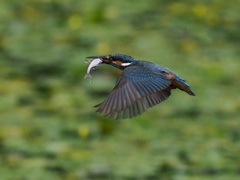 お魚獲れたよ 61