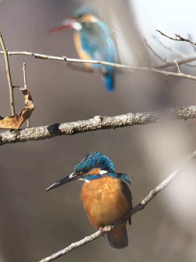 止り木 144（嫁候補と父親）