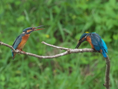 恋の駆引き 8-1（父親と嫁候補）