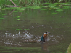 浮上 32-3（父親 お魚獲れたよ）