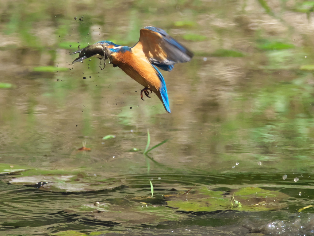 浮上 129-4（父親 ドジョウだと思ったら）