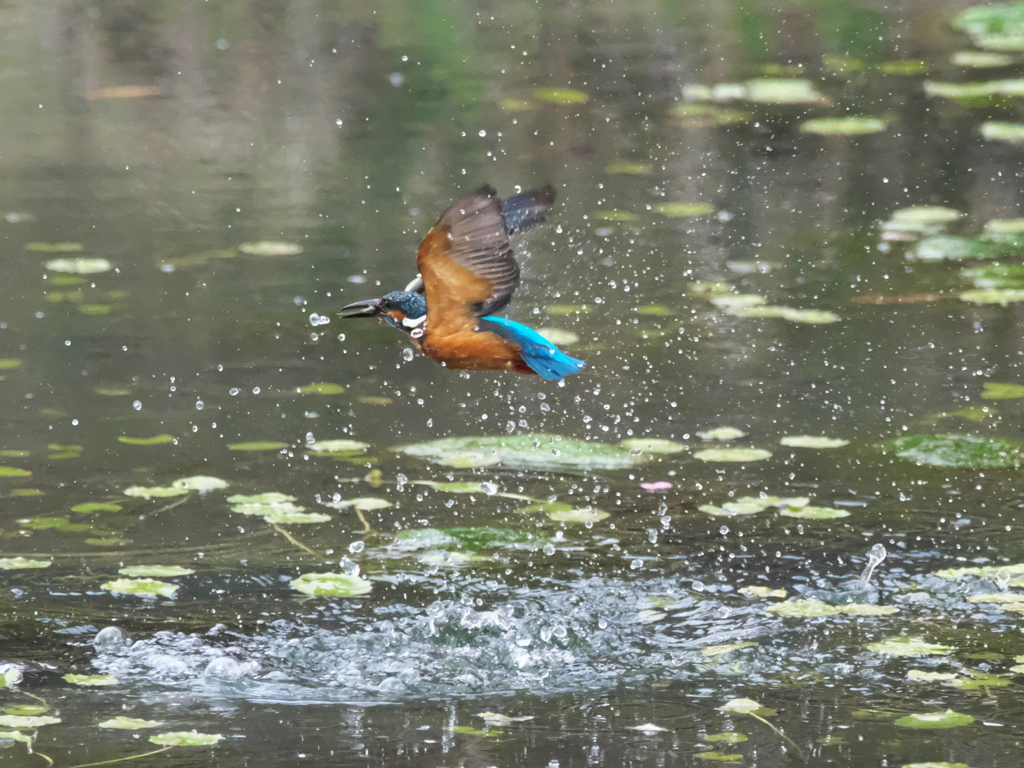 浮上 463-2（父親）