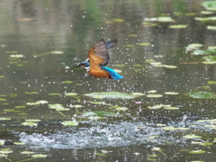 浮上 463-2（父親）