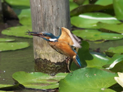エビ獲れたよ 9-1