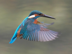 ホバ 17-1（父親）