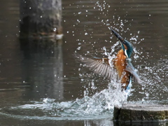 浮上 330（父親）