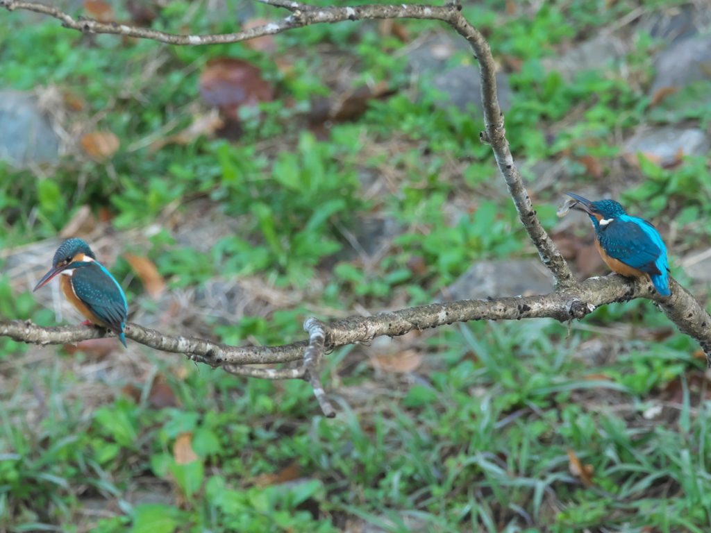 止り木 81（嫁候補と父親）