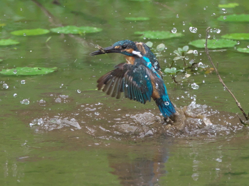 飛び込みシーケンス 5-7（父親）
