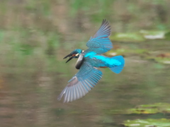 浮上 119-5（父親 ドジョウ獲れたけど）