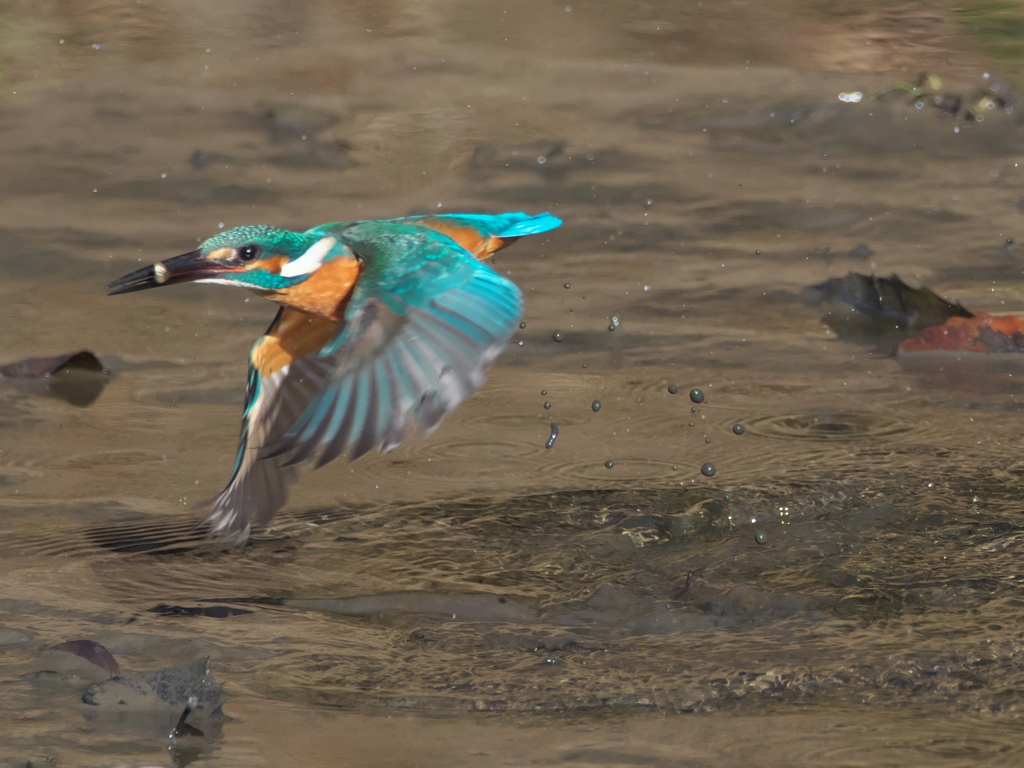 浮上 308（父親）