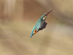 止り木へ 19（嫁候補）