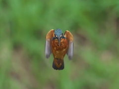 ホバ 7-1（父親）