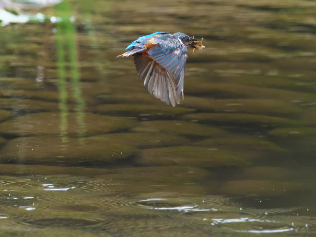 ザリガニ獲れたよ 21