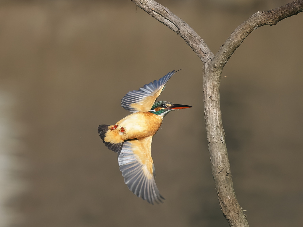 華麗なるターン 18