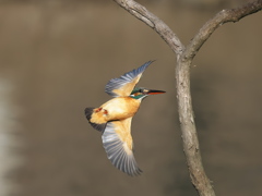 華麗なるターン 18