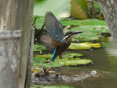 浮上 36-1（雛 何も獲れなかった）