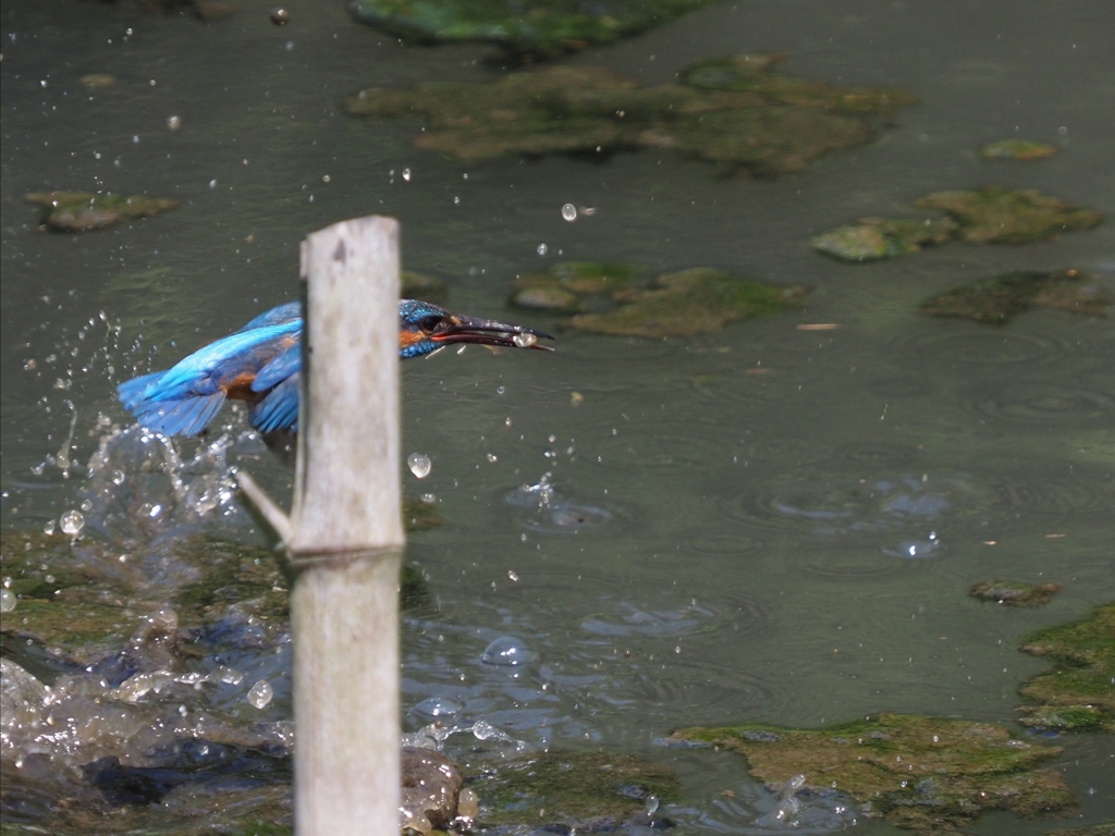 竹杭が無ければ…３