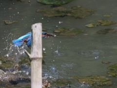 竹杭が無ければ…３