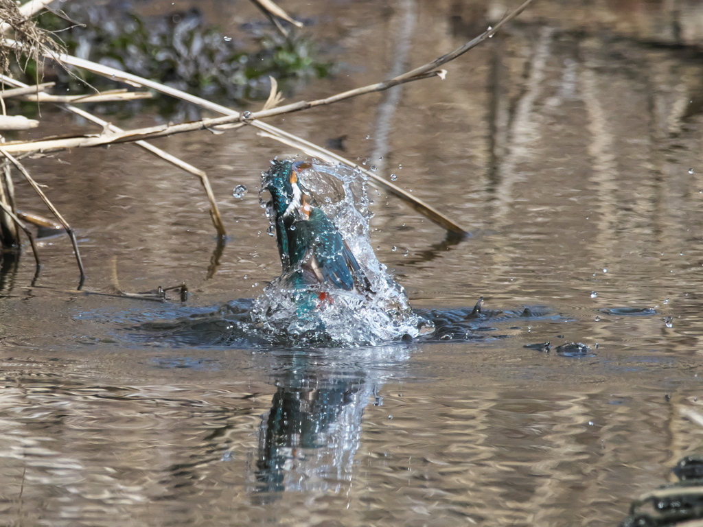 浮上 430-1（嫁候補）