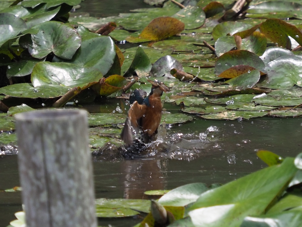 浮上 23(エビ獲れたよ)