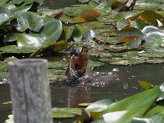 浮上 23(エビ獲れたよ)