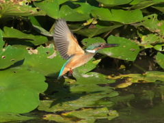 浮上 76-3（嫁候補？）