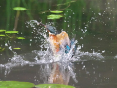 飛び込みシーケンス 16-2（父親と嫁候補のダブル）