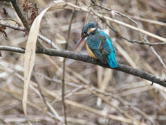 止り木 153（嫁候補）
