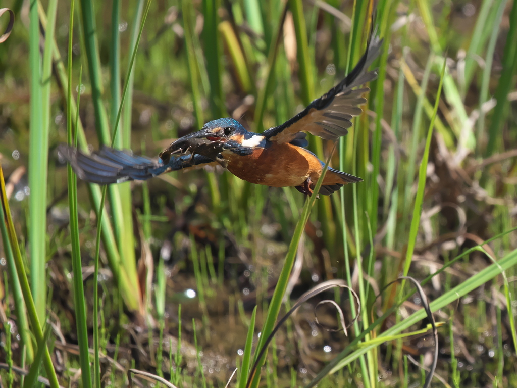 ザリガニ獲れたよ 26-1