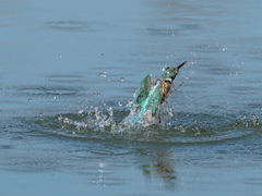 浮上 386-1（嫁候補）