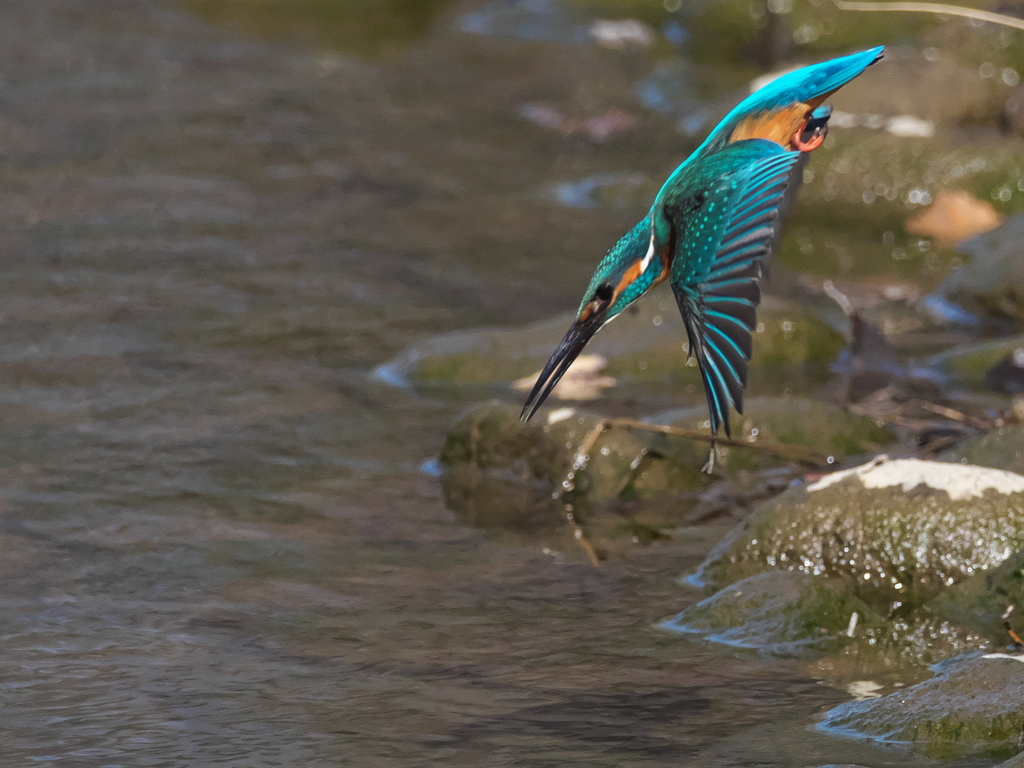 ダイブ 17（父親）