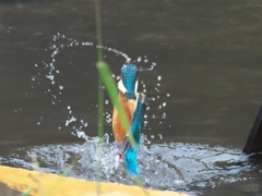 浮上 114-1（父親 霧雨）