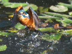 浮上 191-3（父親）